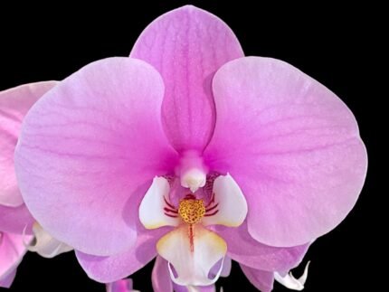 Phalaenopsis Taisuco Anna (4.5” Pot)