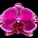 Phalaenopsis OX Firebird (3" pot)