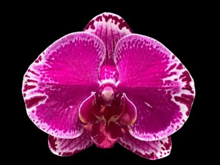 Phalaenopsis OX Firebird (3" pot)