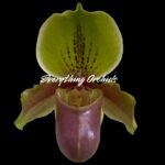 In Spike (Paph. In Charm Gold x In Charm Topaz) x Henryanum 'Daya x Showshan' (2” pot)