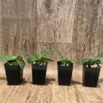 Paphiopedilum Wellesleyanum (Paph. concolor × Paph. godefroyae) (2” pot)