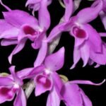 Dendrobium anosmum (3.5” pot)