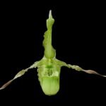 Phragmipedium Boissierianum x Carmine (4" pot)