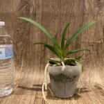 Vandachostylis Pinky coerulea × Rhy. gigantea 'Spots' (3.5” pot)