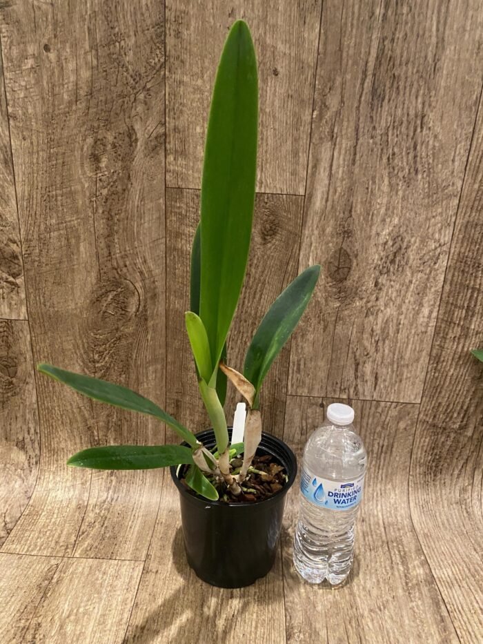 In Sheath Fragrant Cattleya mossiae v. semi-alba × sib (5" pot) - Image 2