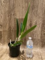 In Sheath Fragrant Cattleya mossiae v. semi-alba × sib (5" pot) - Image 3