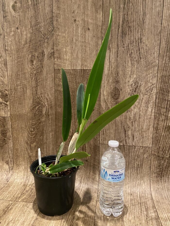 In Sheath Fragrant Cattleya mossiae v. semi-alba × sib (5" pot) - Image 3