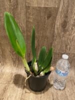 In Sheath Cattleya Taida Swan 'Polar Bear' (5” pot) - Image 3