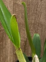 In Sheath Cattleya Taida Swan 'Polar Bear' (5” pot) - Image 4