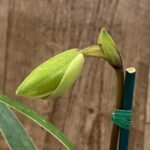 In Spike Paph. (In charm gold x in charm Topaz) x (Henryanum x Showshan) (2” pot)