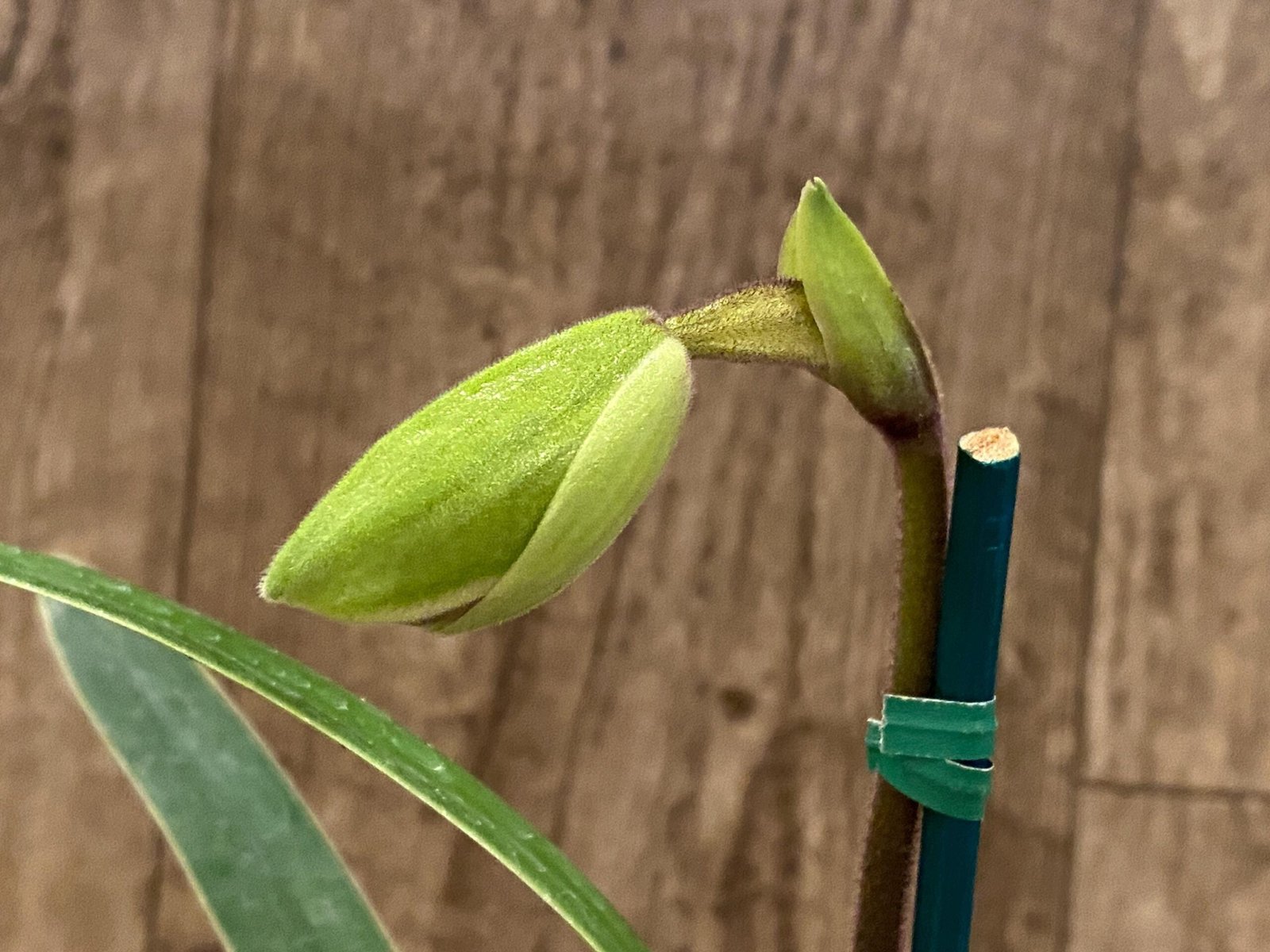 il_fullxfull.6441236532_ehkn.jpg In Spike Paph. (In charm gold x in charm Topaz) x (Henryanum x Showshan) (2” pot) - Image 1