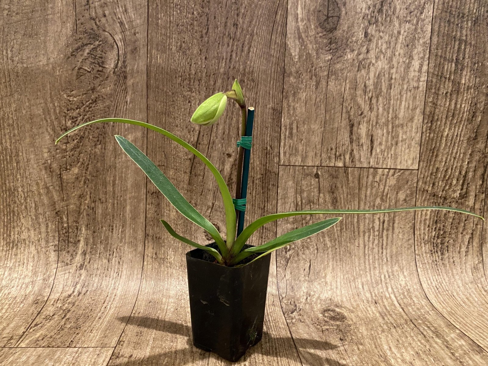 il_fullxfull.6441236946_j1qz.jpg In Spike Paph. (In charm gold x in charm Topaz) x (Henryanum x Showshan) (2” pot) - Image 4