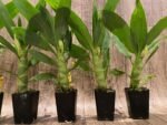 In Spike Cycnoches The Grinch 'Big Spot' × Cyc. herrenhusanum 'Golden Shower' AM/AOS (2.5” pot) - Image 6
