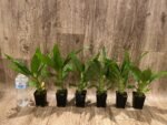 In Spike Cycnoches The Grinch 'Big Spot' × Cyc. herrenhusanum 'Golden Shower' AM/AOS (2.5” pot) - Image 8