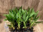 In Spike Cycnoches The Grinch 'Big Spot' × Cyc. herrenhusanum 'Golden Shower' AM/AOS (2.5” pot) - Image 4