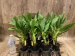 In Spike Cycnoches The Grinch 'Big Spot' × Cyc. herrenhusanum 'Golden Shower' AM/AOS (2.5” pot) - Image 3
