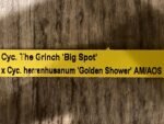 In Spike Cycnoches The Grinch 'Big Spot' × Cyc. herrenhusanum 'Golden Shower' AM/AOS (2.5” pot) - Image 9