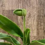 In  Spike Paph. Sorcerer's Stone 'Sunrise x Paph. (Emerald Sea x Olympian Yard) 'Green Lake' (3.5” pot)