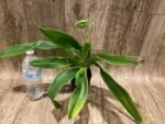 In Spike Paph. Sorcerer's Stone 'Sunrise x Paph. (Emerald Sea x Olympian Yard) 'Green Lake' (3.5” pot) - Image 2