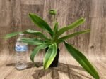 In Spike Paph. Sorcerer's Stone 'Sunrise x Paph. (Emerald Sea x Olympian Yard) 'Green Lake' (3.5” pot) - Image 3