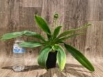 In Spike Paph. Sorcerer's Stone 'Sunrise x Paph. (Emerald Sea x Olympian Yard) 'Green Lake' (3.5” pot) - Image 4