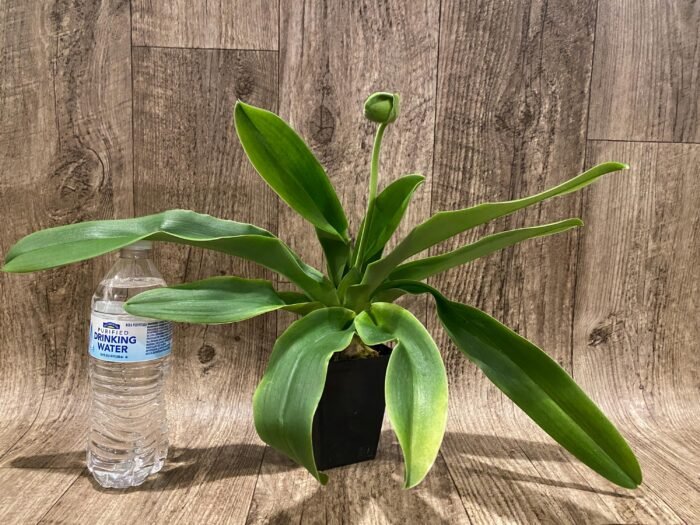 In  Spike Paph. Sorcerer's Stone 'Sunrise x Paph. (Emerald Sea x Olympian Yard) 'Green Lake' (3.5” pot) - Image 4