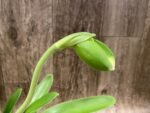 In Spike Paph. Yosemite Green 'Fresh' × Paph. Sorcerer's Prime 'Green Giant' (3.5” pot)