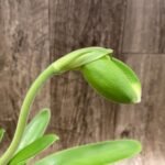 In  Spike Paph. Yosemite Green 'Fresh' × Paph. Sorcerer's Prime 'Green Giant' (3.5” pot)