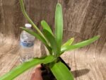 In Spike Paph. Yosemite Green 'Fresh' × Paph. Sorcerer's Prime 'Green Giant' (3.5” pot) - Image 4