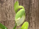 One Spike One Bud Paph. Store Lovely 'Lucky Pick' x Paph. Katai's Golden Emerald 'Lemon Tree' (3.5” pot)