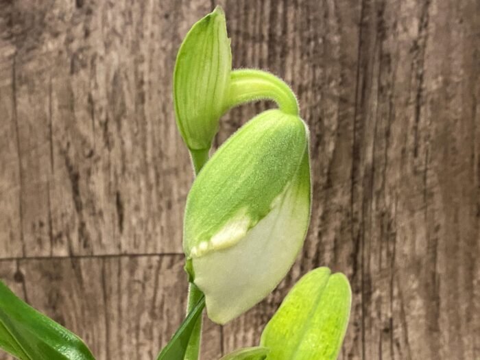 One Spike One Bud Paph. Store Lovely 'Lucky Pick' x Paph. Katai's Golden Emerald 'Lemon Tree' (3.5” pot) - Image 1