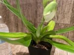 One Spike One Bud Paph. Store Lovely 'Lucky Pick' x Paph. Katai's Golden Emerald 'Lemon Tree' (3.5” pot) - Image 2