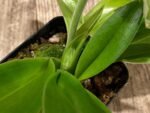 One Spike One Bud Paph. Store Lovely 'Lucky Pick' x Paph. Katai's Golden Emerald 'Lemon Tree' (3.5” pot) - Image 3