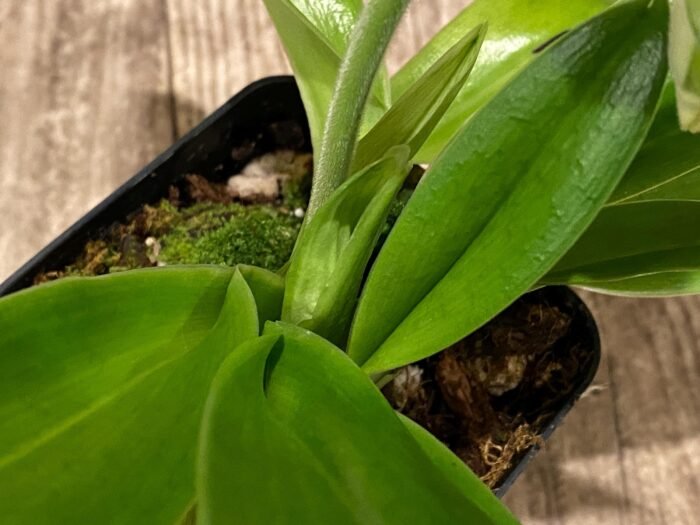 One Spike One Bud Paph. Store Lovely 'Lucky Pick' x Paph. Katai's Golden Emerald 'Lemon Tree' (3.5” pot) - Image 3