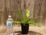 One Spike One Bud Paph. Store Lovely 'Lucky Pick' x Paph. Katai's Golden Emerald 'Lemon Tree' (3.5” pot) - Image 5