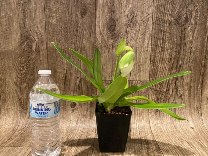 One Spike One Bud Paph. Store Lovely 'Lucky Pick' x Paph. Katai's Golden Emerald 'Lemon Tree' (3.5” pot) - Image 5