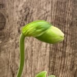 In  Spike Paph. Sorcerer's Stone 'Isshiki Giant Yellow x Paph: Norweigian Wood 'Isshiki' (3.5” pot)