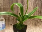 In Spike Paph. Sorcerer's Stone 'Isshiki Giant Yellow x Paph: Norweigian Wood 'Isshiki' (3.5” pot) - Image 4