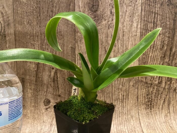 In  Spike Paph. Sorcerer's Stone 'Isshiki Giant Yellow x Paph: Norweigian Wood 'Isshiki' (3.5” pot) - Image 4