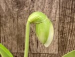 In Spike Paph. Yosemite Green 'Big Step' x Paph. Stone Lovely 'Green Angel' (3.5” pot)