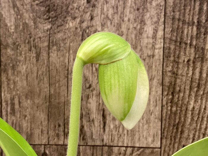 In  Spike Paph. Yosemite Green 'Big Step' x Paph. Stone Lovely 'Green Angel' (3.5” pot) - Image 1