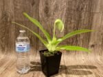 In Spike Paph. Yosemite Green 'Big Step' x Paph. Stone Lovely 'Green Angel' (3.5” pot) - Image 2