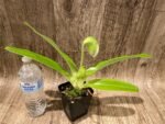 In Spike Paph. Yosemite Green 'Big Step' x Paph. Stone Lovely 'Green Angel' (3.5” pot) - Image 3