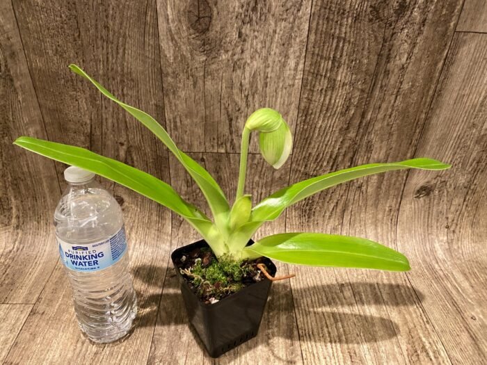 In  Spike Paph. Yosemite Green 'Big Step' x Paph. Stone Lovely 'Green Angel' (3.5” pot) - Image 3