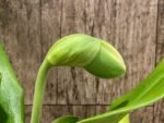 In Spike Paph. Hsinying Yosemite 'Moon Festival' x Paph. Stone Lovely 'Green Angel' (3.5” pot)