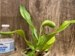 In Spike Paph. Hsinying Yosemite 'Moon Festival' x Paph. Stone Lovely 'Green Angel' (3.5” pot) - Image 4