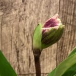 In  Spike Paph. Stonehenge 'Four Star' x Paph. Hsinying Gold 'Sunshine Gold' (3.5” pot)