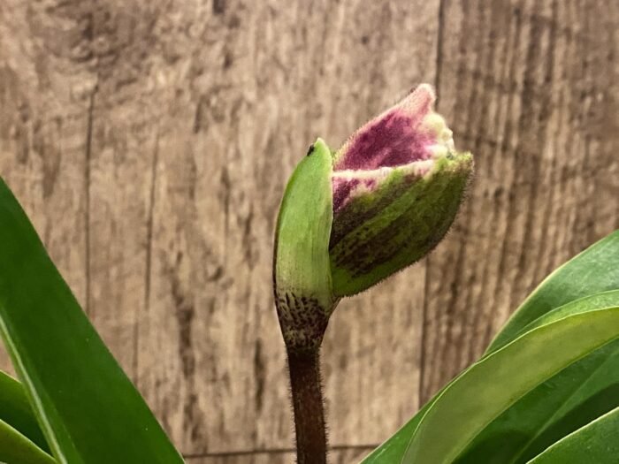 In  Spike Paph. Stonehenge 'Four Star' x Paph. Hsinying Gold 'Sunshine Gold' (3.5” pot) - Image 1