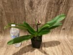In Spike Paph. Stonehenge 'Four Star' x Paph. Hsinying Gold 'Sunshine Gold' (3.5” pot) - Image 3