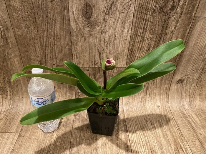 In  Spike Paph. Stonehenge 'Four Star' x Paph. Hsinying Gold 'Sunshine Gold' (3.5” pot) - Image 3